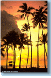 Sunset on palm trees